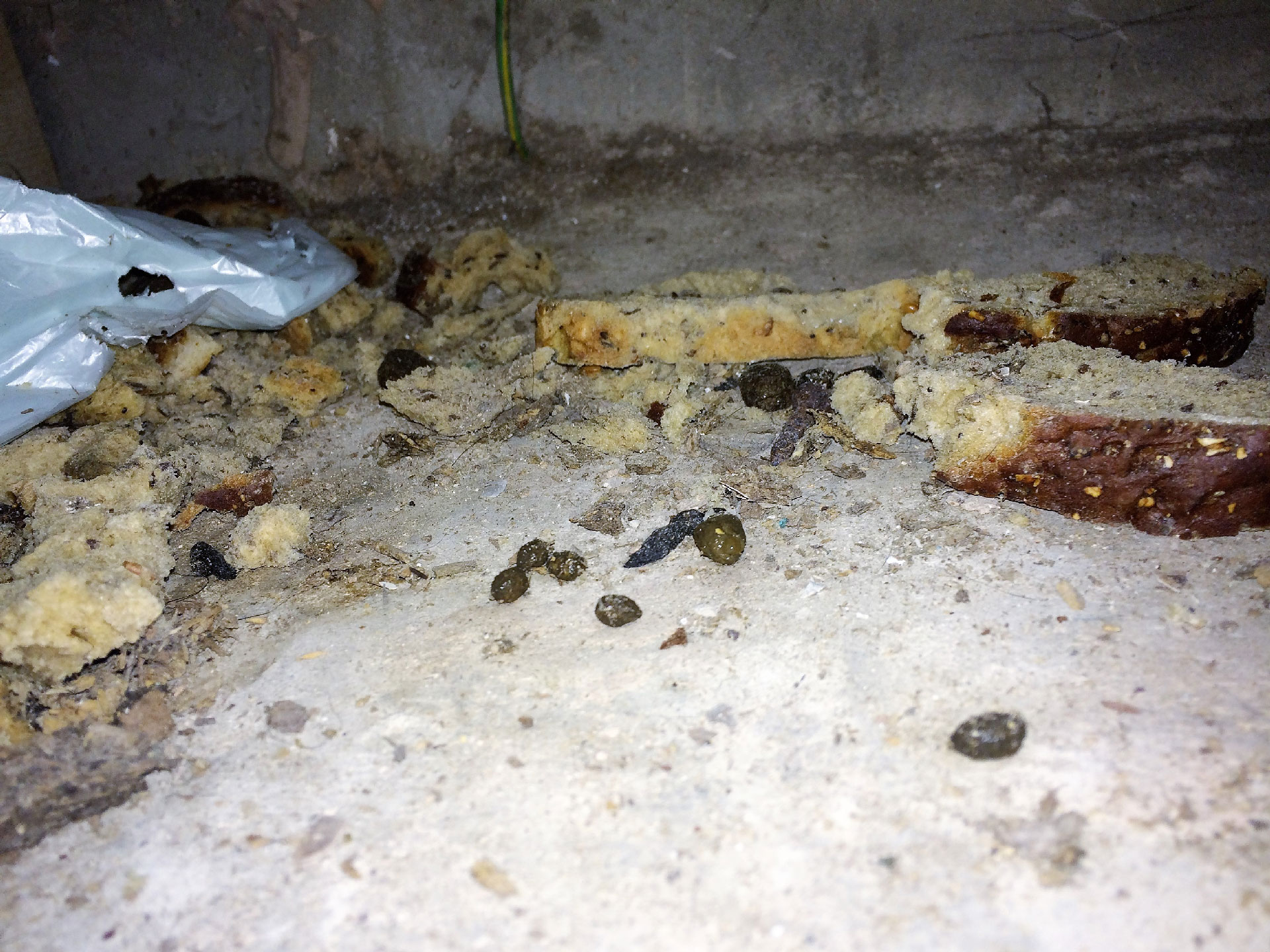 JL-Pest-Control-Shoreham-Sussex-Rat-droppings | JL Pest Control