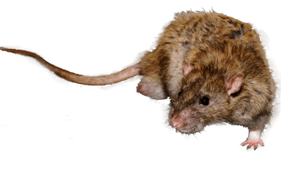 jl-pest-control-brighton-rat