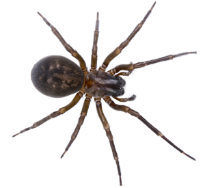 jl-pest-control-brighton-spider | JL Pest Control